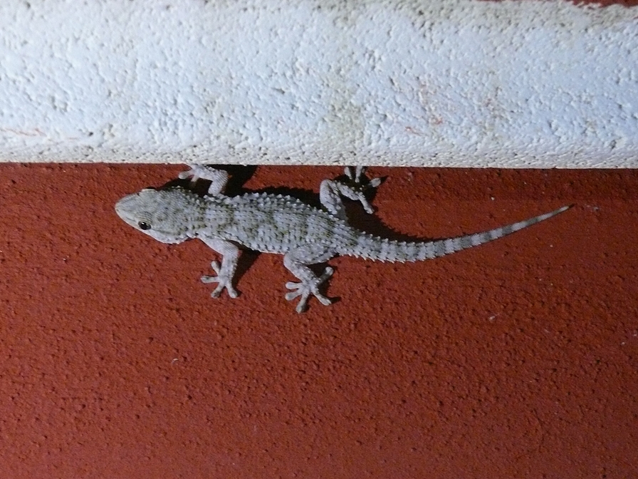 Mauer Gecko