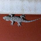 Mauer Gecko