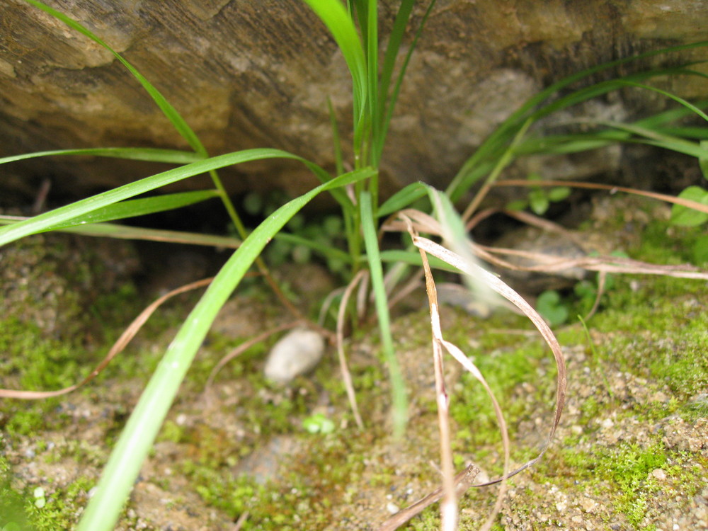 Mauer-Gräschen