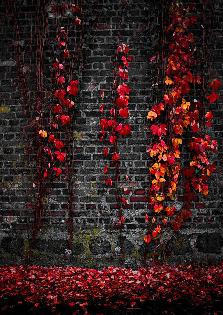 Mauer & Herbstblätter