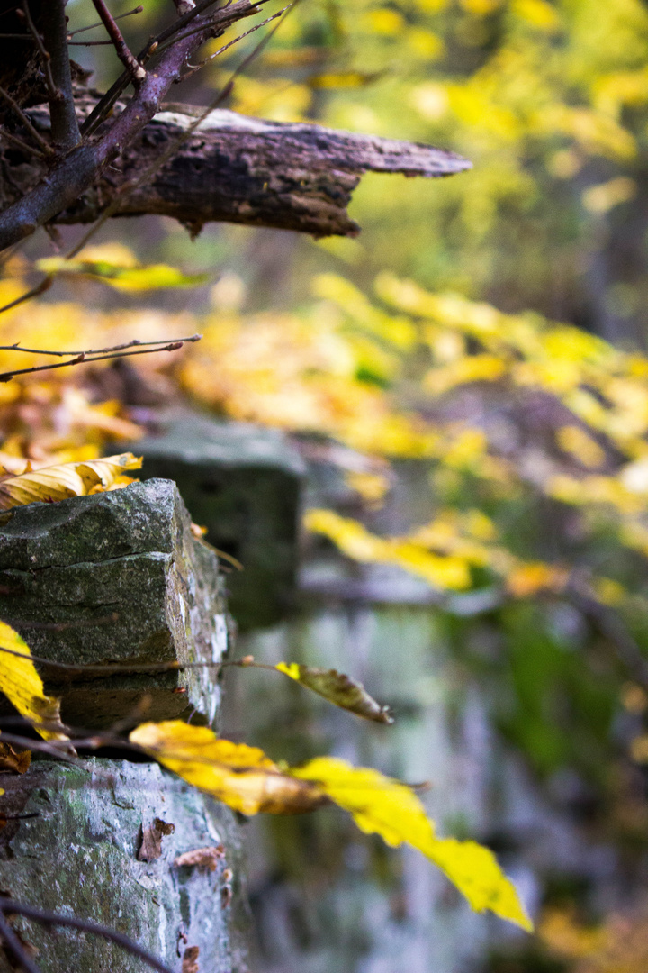 Mauer im Wald