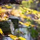 Mauer im Wald