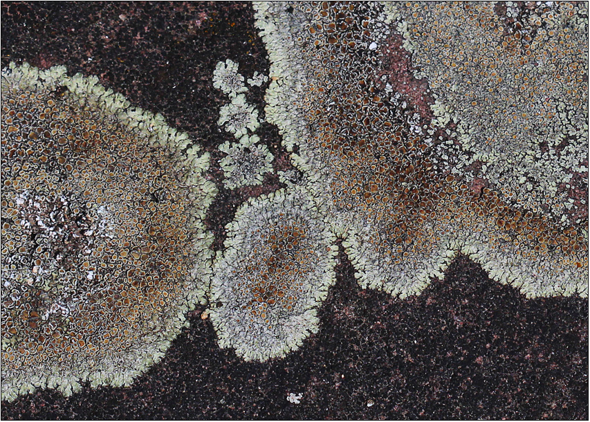 Mauer-Kuchenflechte (Lecanora muralis)