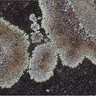 Mauer-Kuchenflechte (Lecanora muralis)