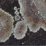 Mauer-Kuchenflechte (Lecanora muralis)