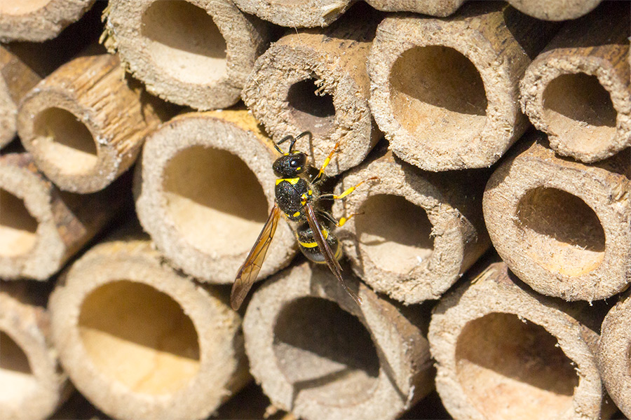 Mauer-Lehmwespe an der Bienen-Nisthilfe