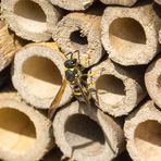 Mauer-Lehmwespe an der Bienen-Nisthilfe