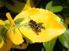 Mauer-Lehmwespe (Ancistrocerus nigricornis)