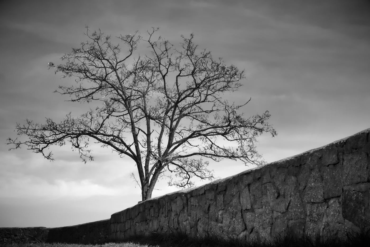 Mauer mit Baum