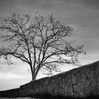 Mauer mit Baum