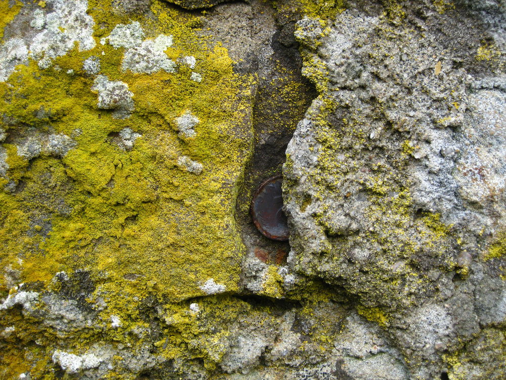 Mauer mit gelbem Moos und rostigem 2 Pfennigstück