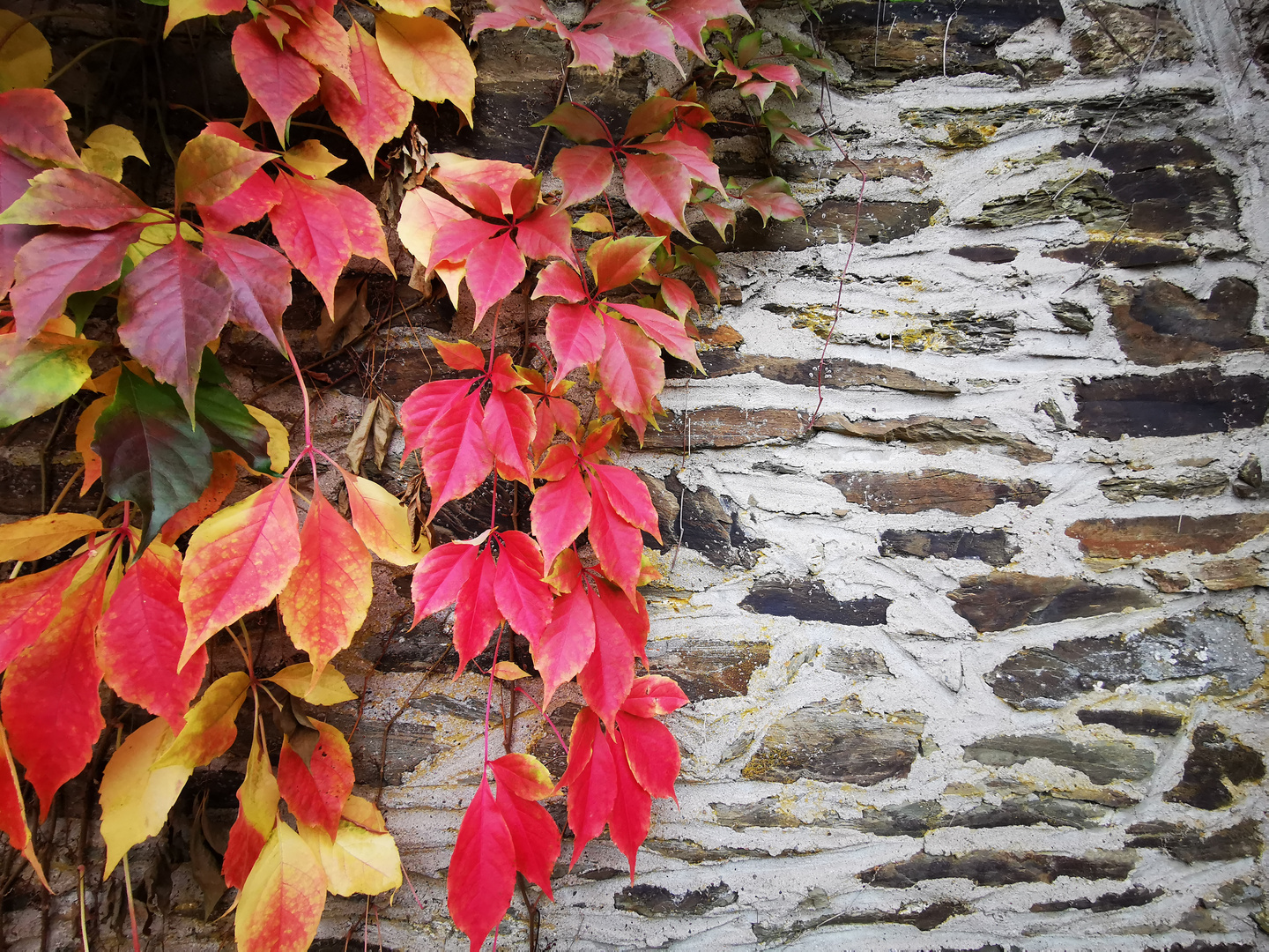 Mauer mit Herbstlaub