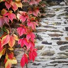 Mauer mit Herbstlaub