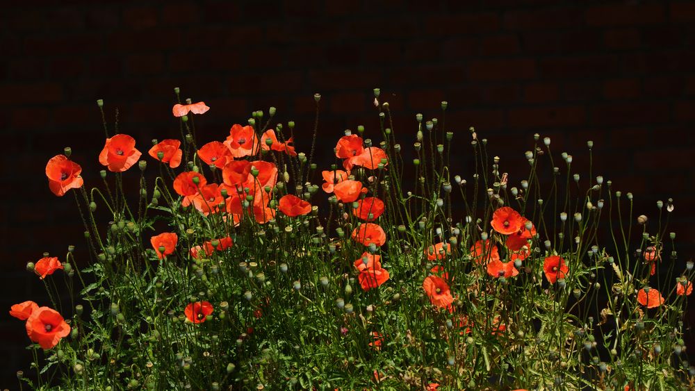 Mauer - Mohn