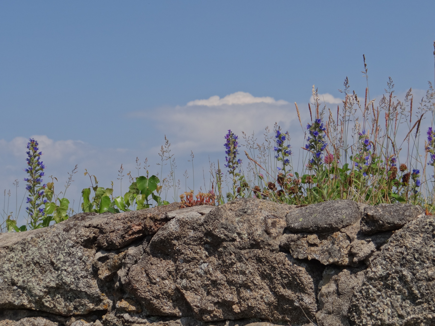 Mauer, Pflanzen und Himmel vereint.