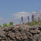 Mauer, Pflanzen und Himmel vereint.