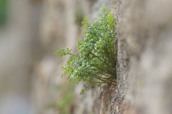 Mauer-Streifenfarn oder Mauerrauke (Asplenium ruta-muraria)