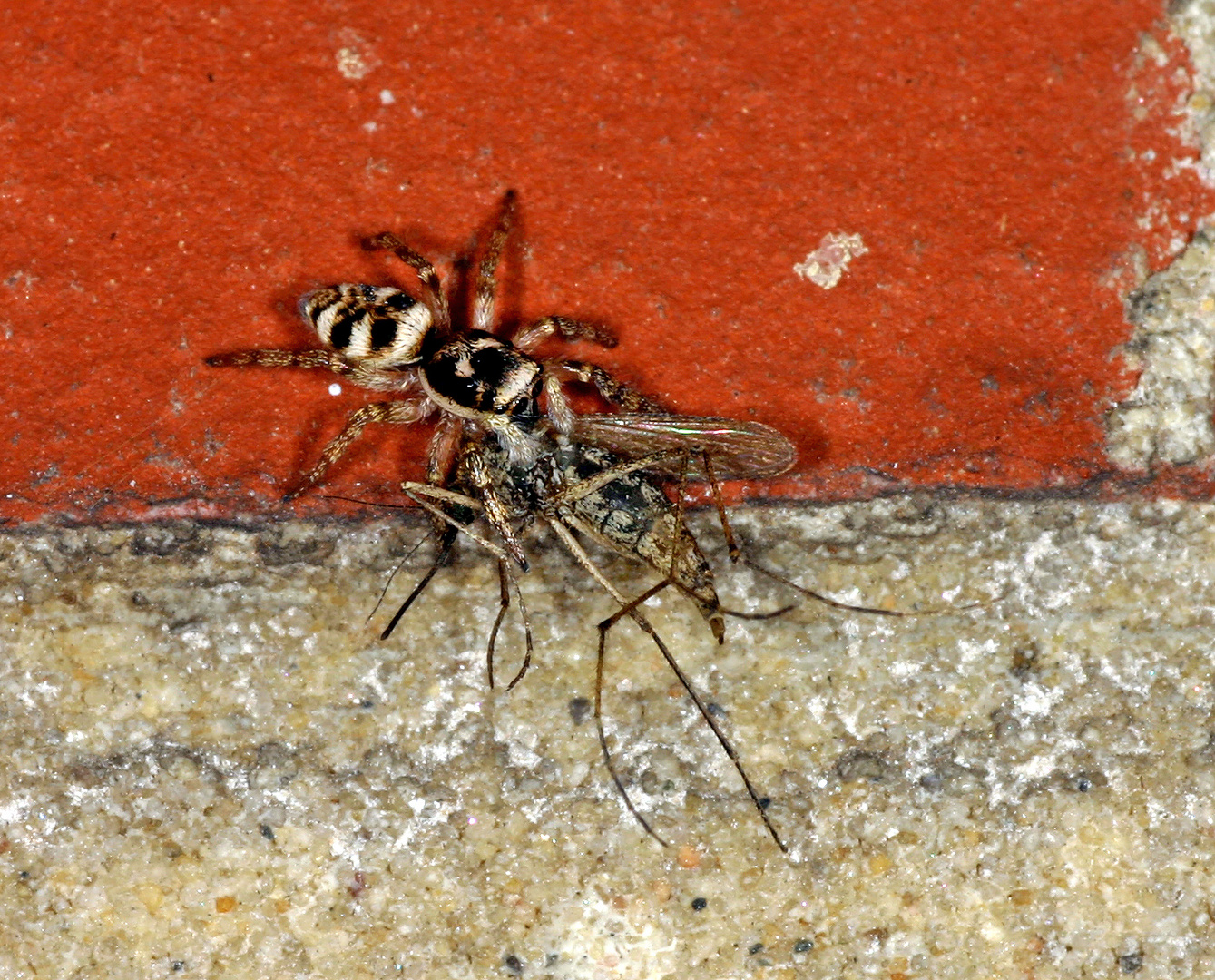 Mauer-Zebraspringspinne (Salticus scenicus).........