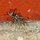 Mauer-Zebraspringspinne (Salticus scenicus).........