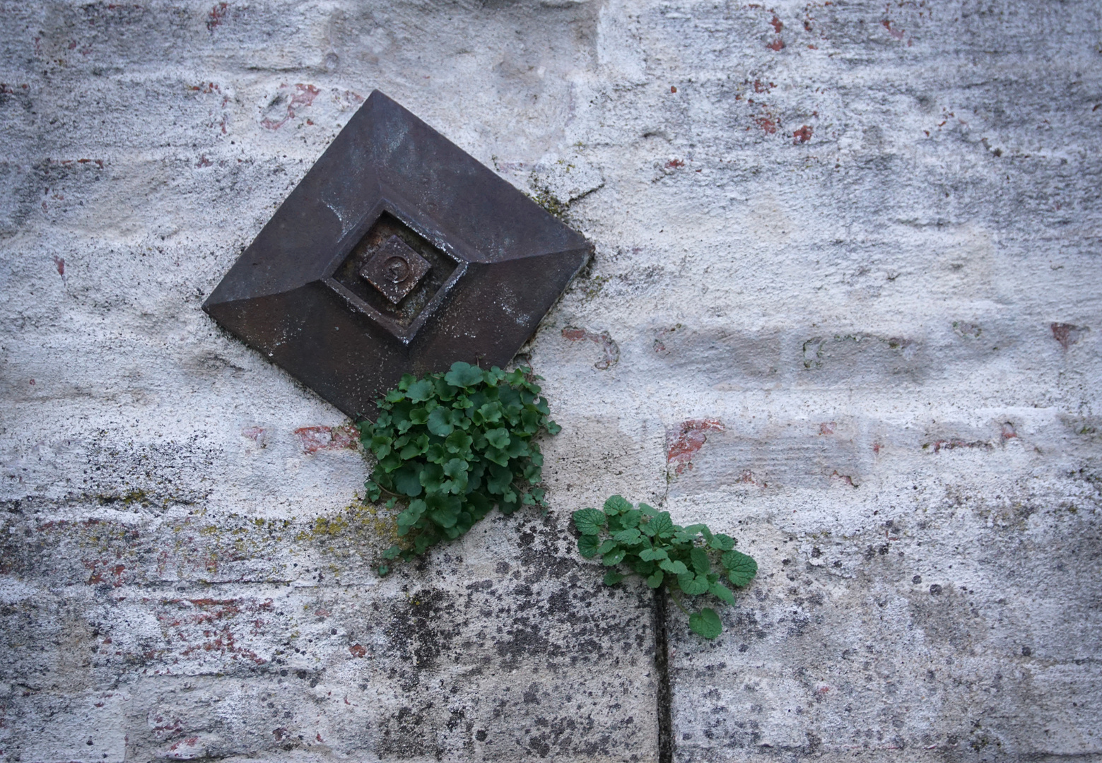 Mauerankerblümchen