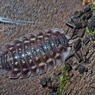 Mauerassel (Oniscus asellus): Höhlentier des Jahres 2020 - Le Cloporte: ami du jardin! 