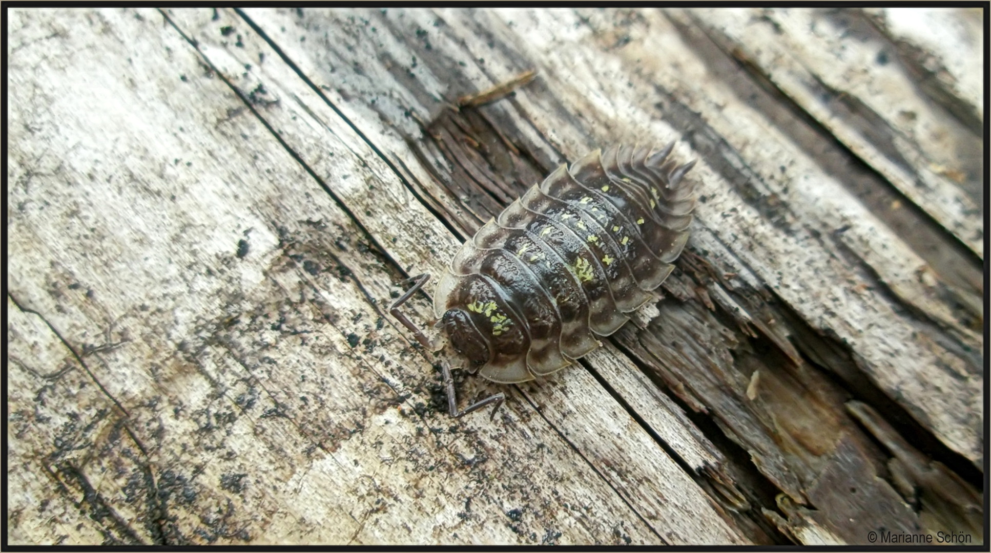 ...Mauerassel...Oniscus asellus...wie dazumal...