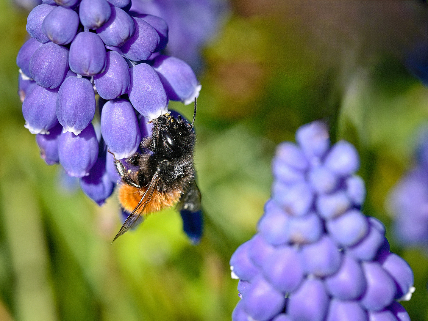 Mauerbienchen