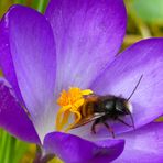 Mauerbienchen besucht den Krokus