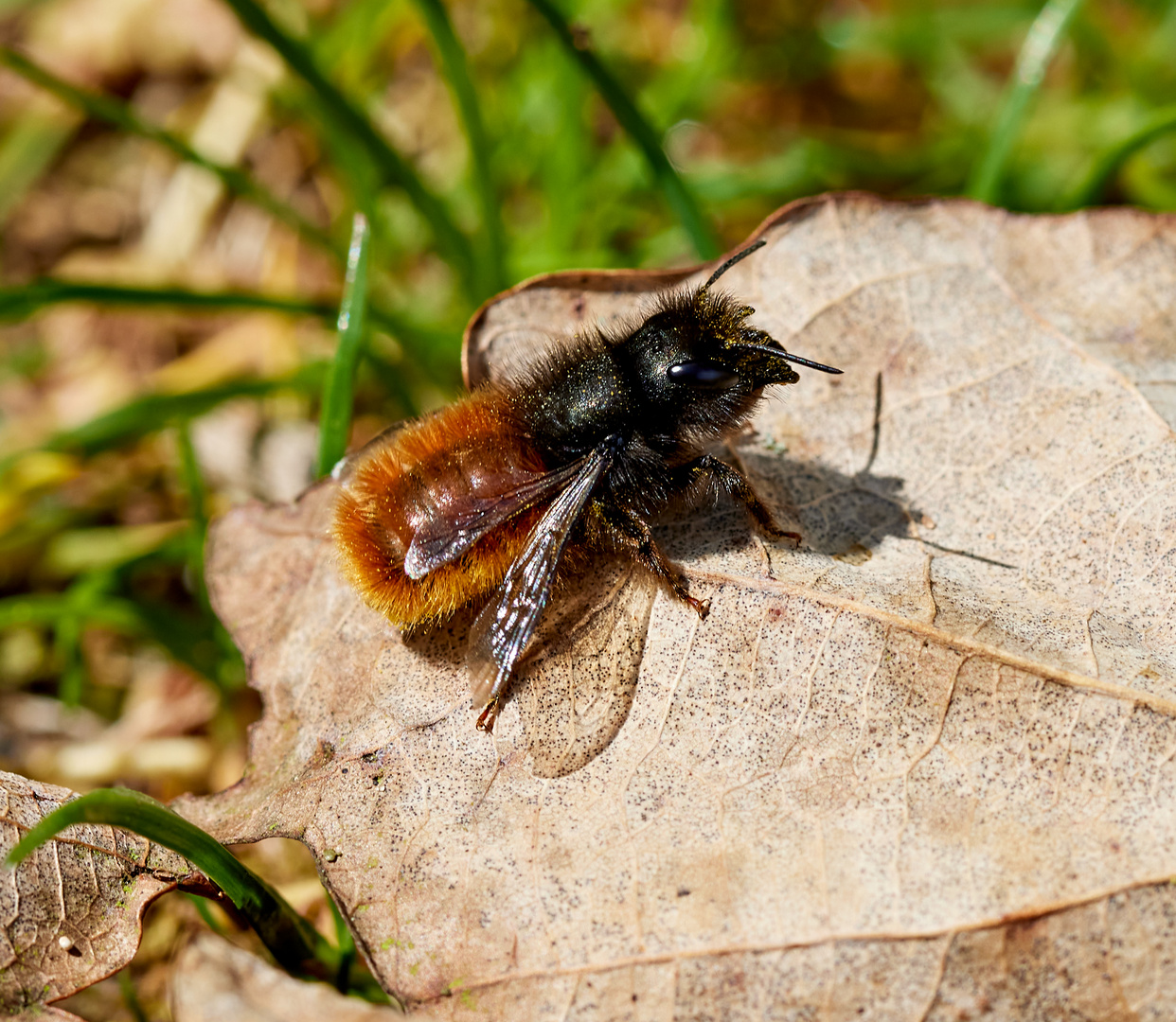 Mauerbiene. Foto & Bild | natur, insekten, tiere Bilder auf fotocommunity