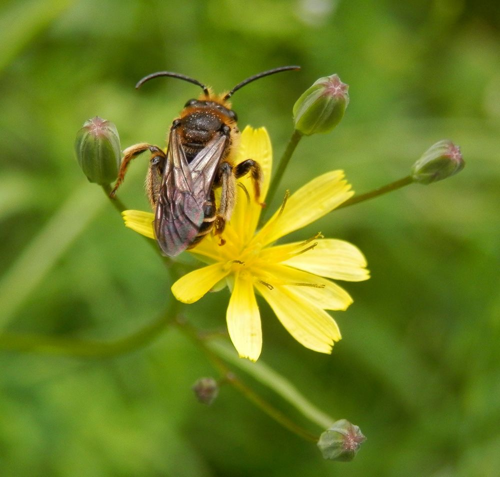 Mauerbiene auf Habichtskraut