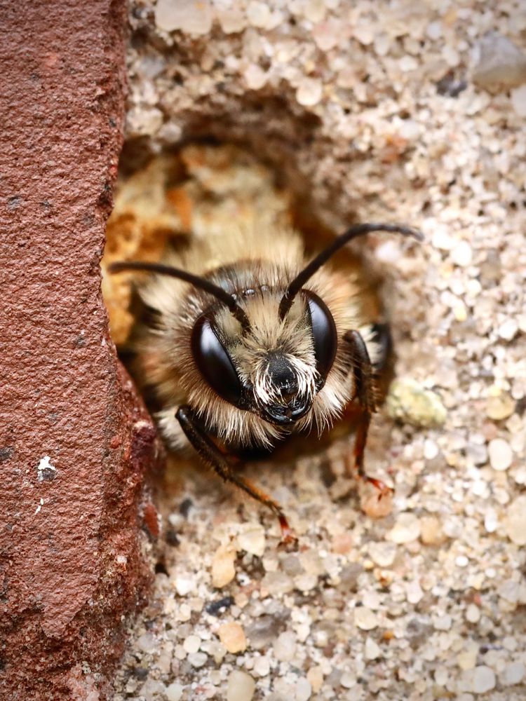 Mauerbiene Foto & Bild | tiere, wildlife, insekten Bilder auf fotocommunity