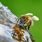 Mauerbiene beim Vatertagsumtrunk