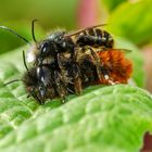 Mauerbiene (Osmia cornuta)