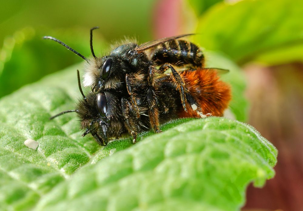 Mauerbiene (Osmia cornuta)