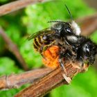 Mauerbiene (Osmia cornuta)