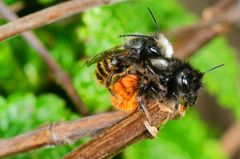 Mauerbiene (Osmia cornuta)