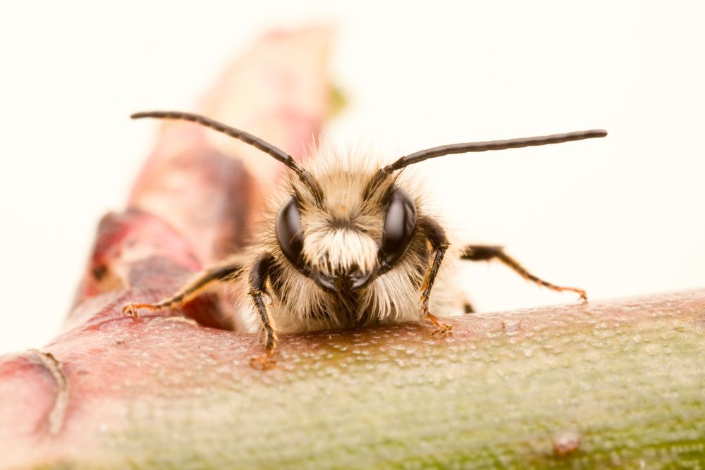 Mauerbiene (Osmia) in Studio * mason bee - mason bees (Osmia)