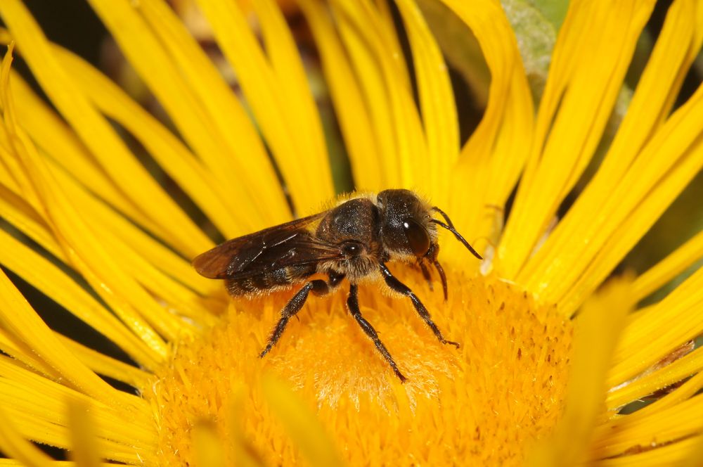 Mauerbiene Osmia leaiana - Weibchen