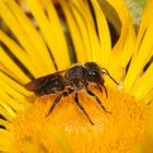 Mauerbiene Osmia leaiana - Weibchen