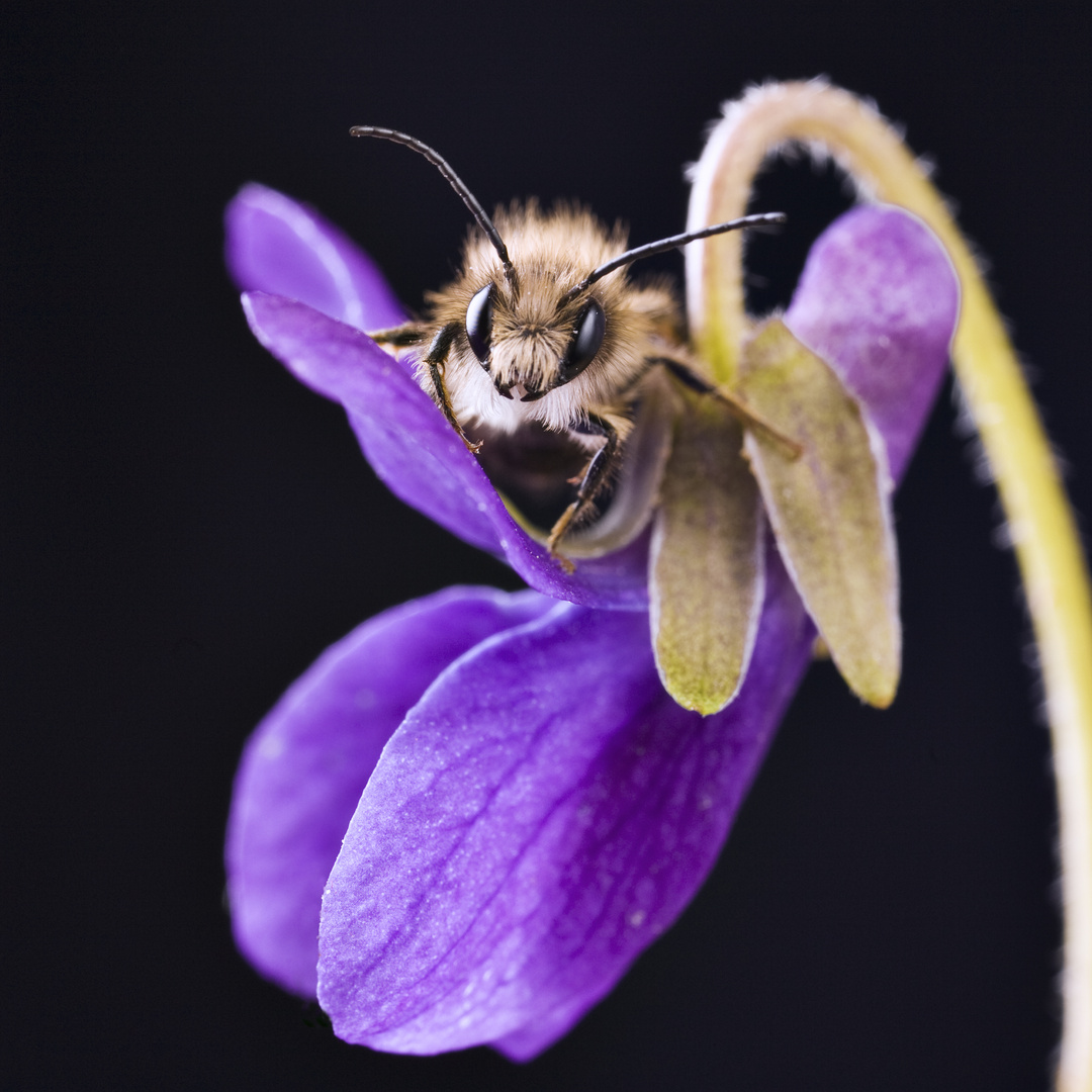 Mauerbiene (Osmia) * mason bee - mason bees (Osmia)