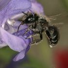 Mauerbiene (Osmia sp.) Foto&Copyright Josef Limberger 