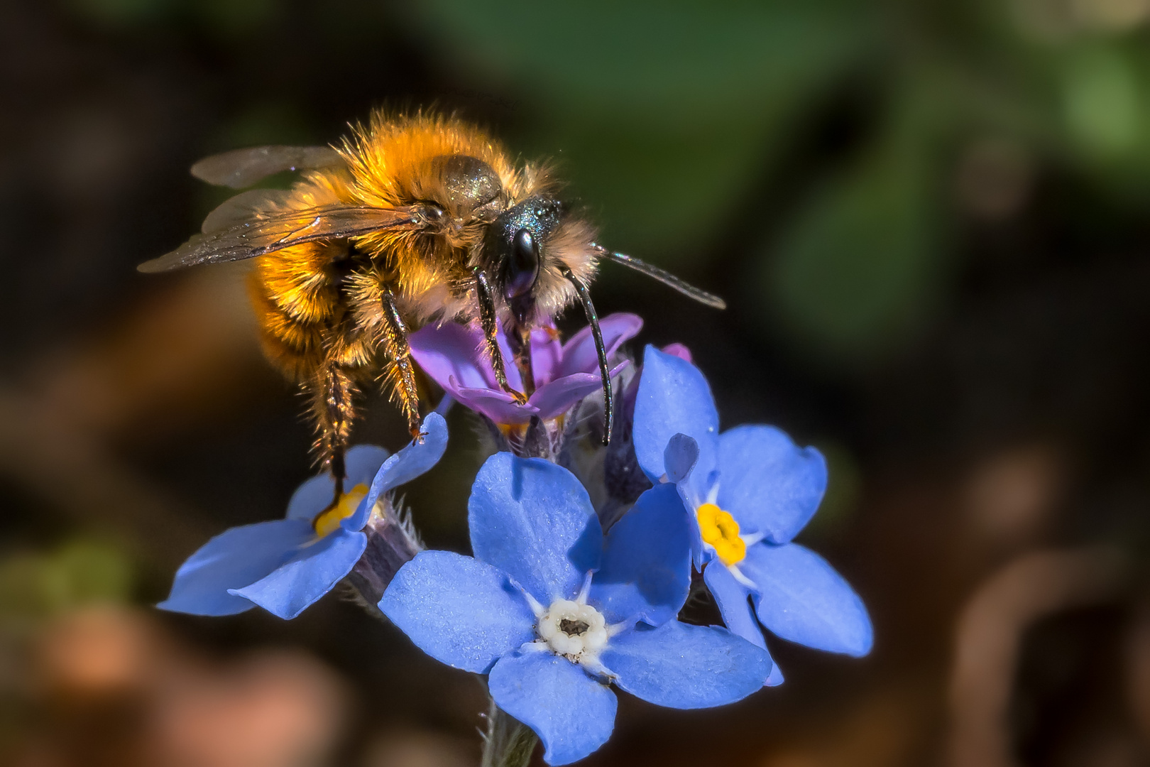 Mauerbiene und Vergissmeinnicht