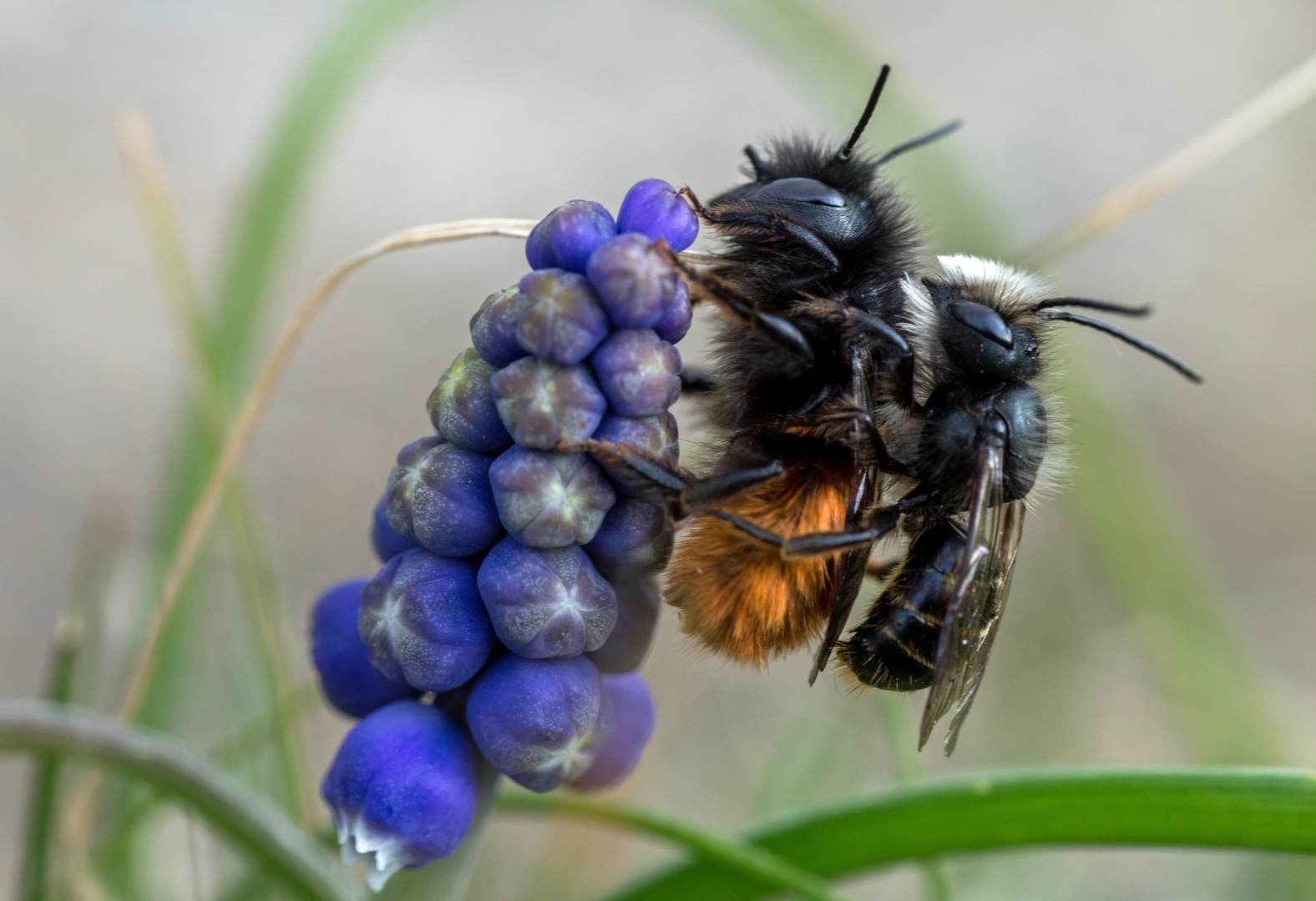 Mauerbienen