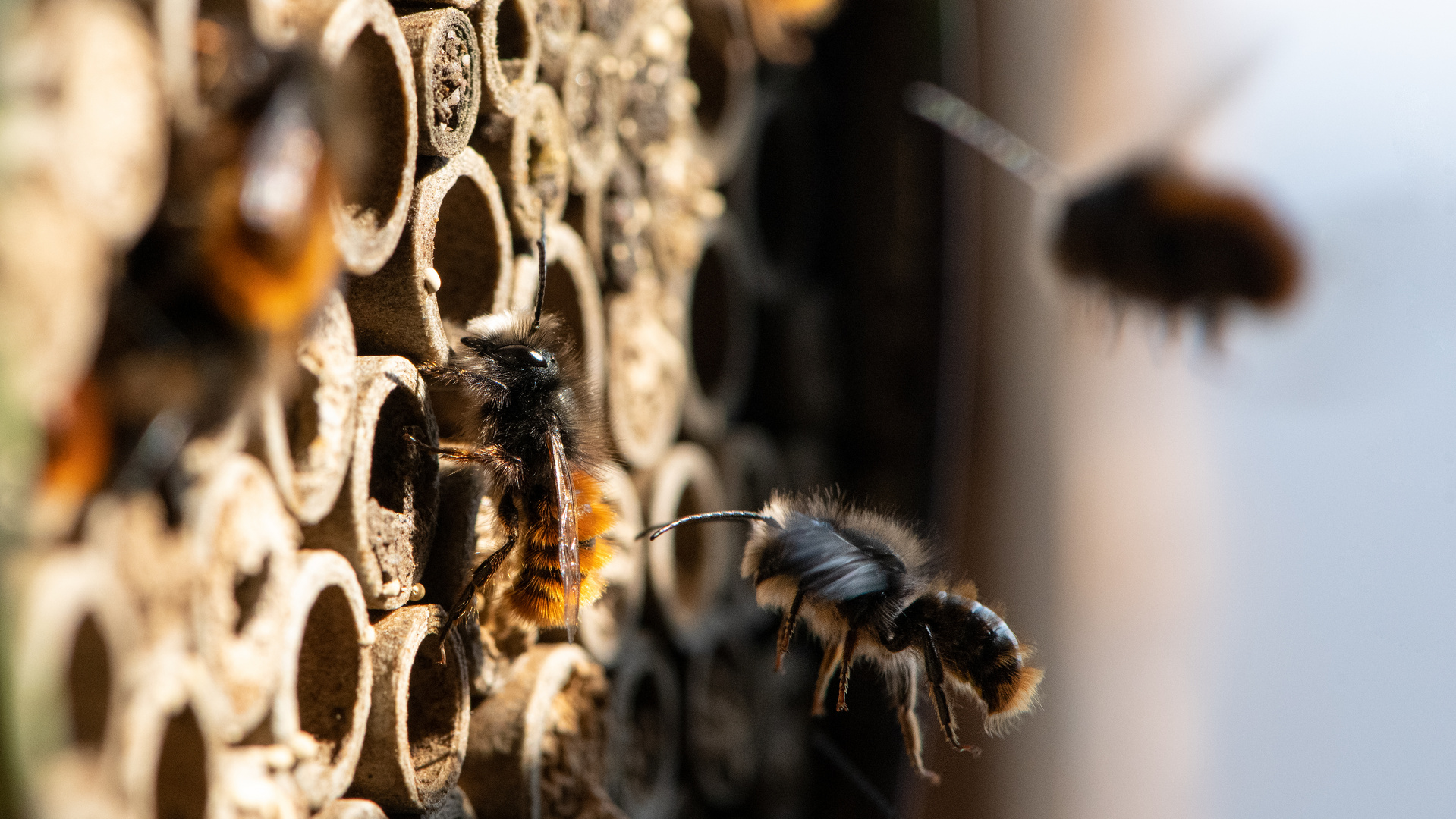 Mauerbienen