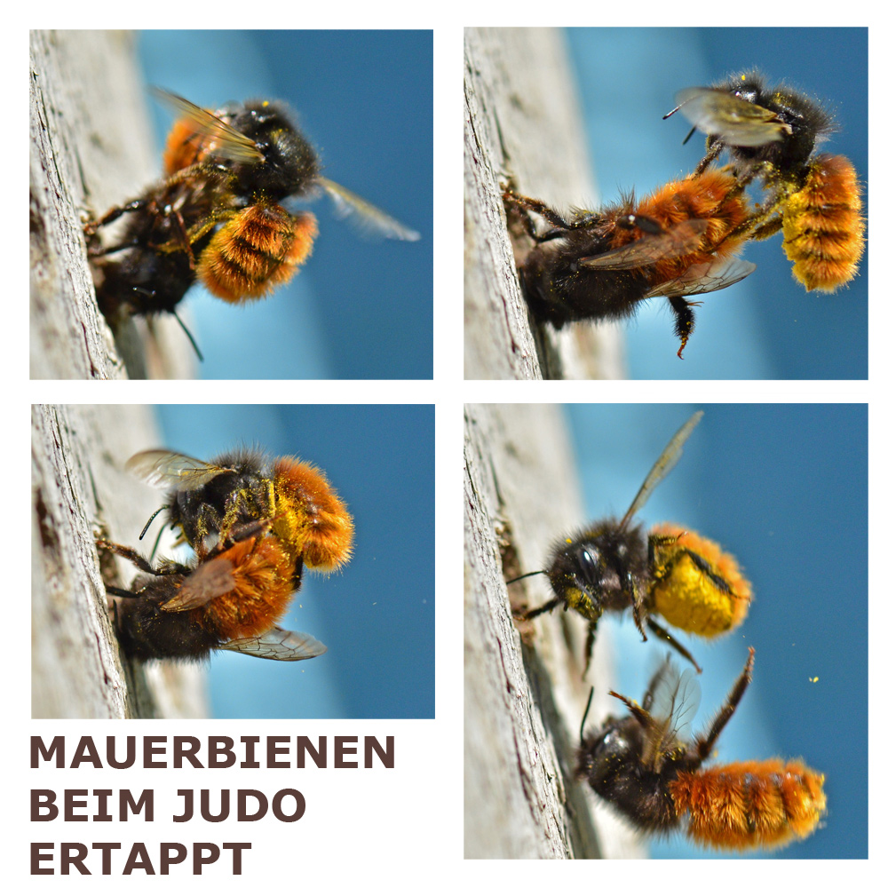 Mauerbienen beim Judo ertappt!