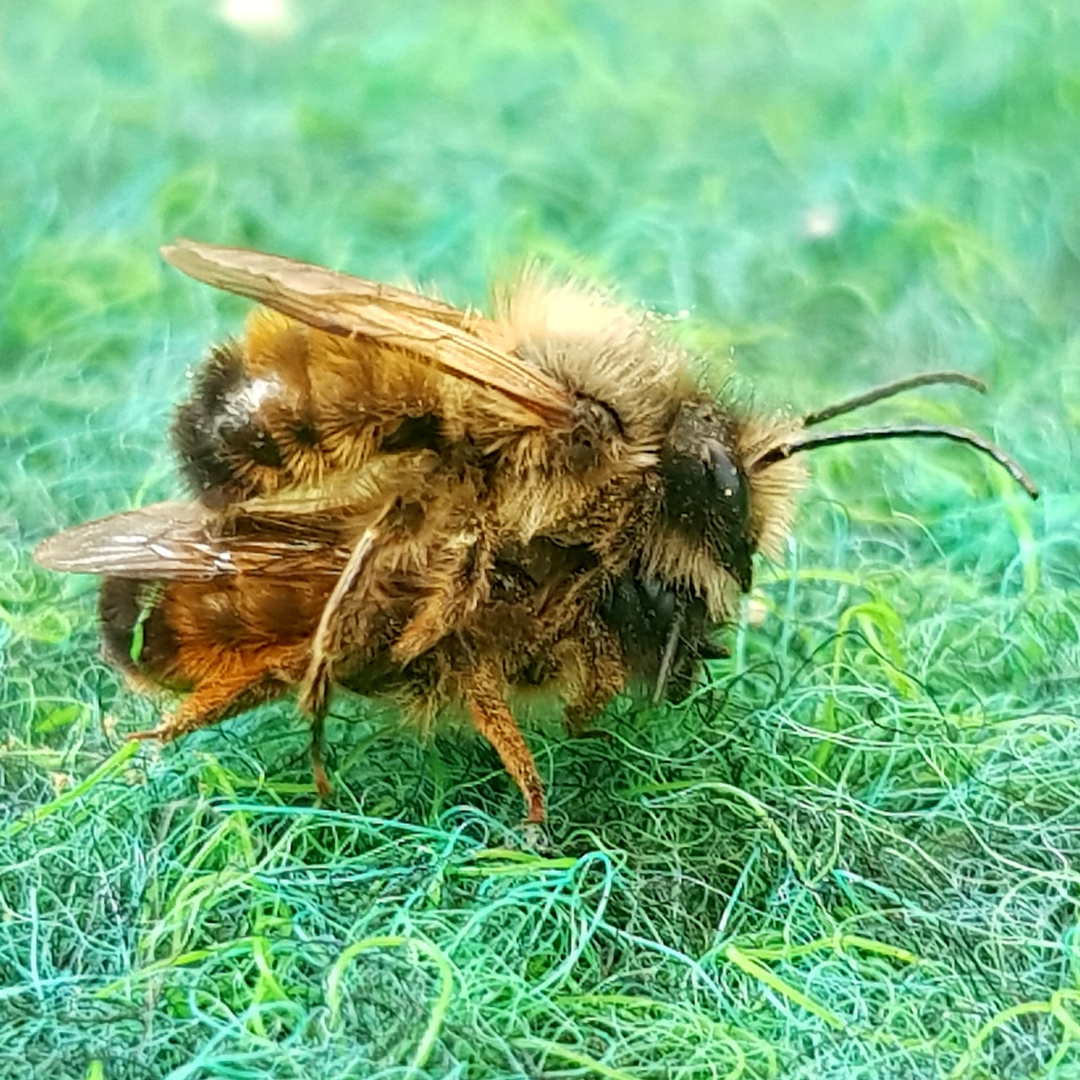 Mauerbienen