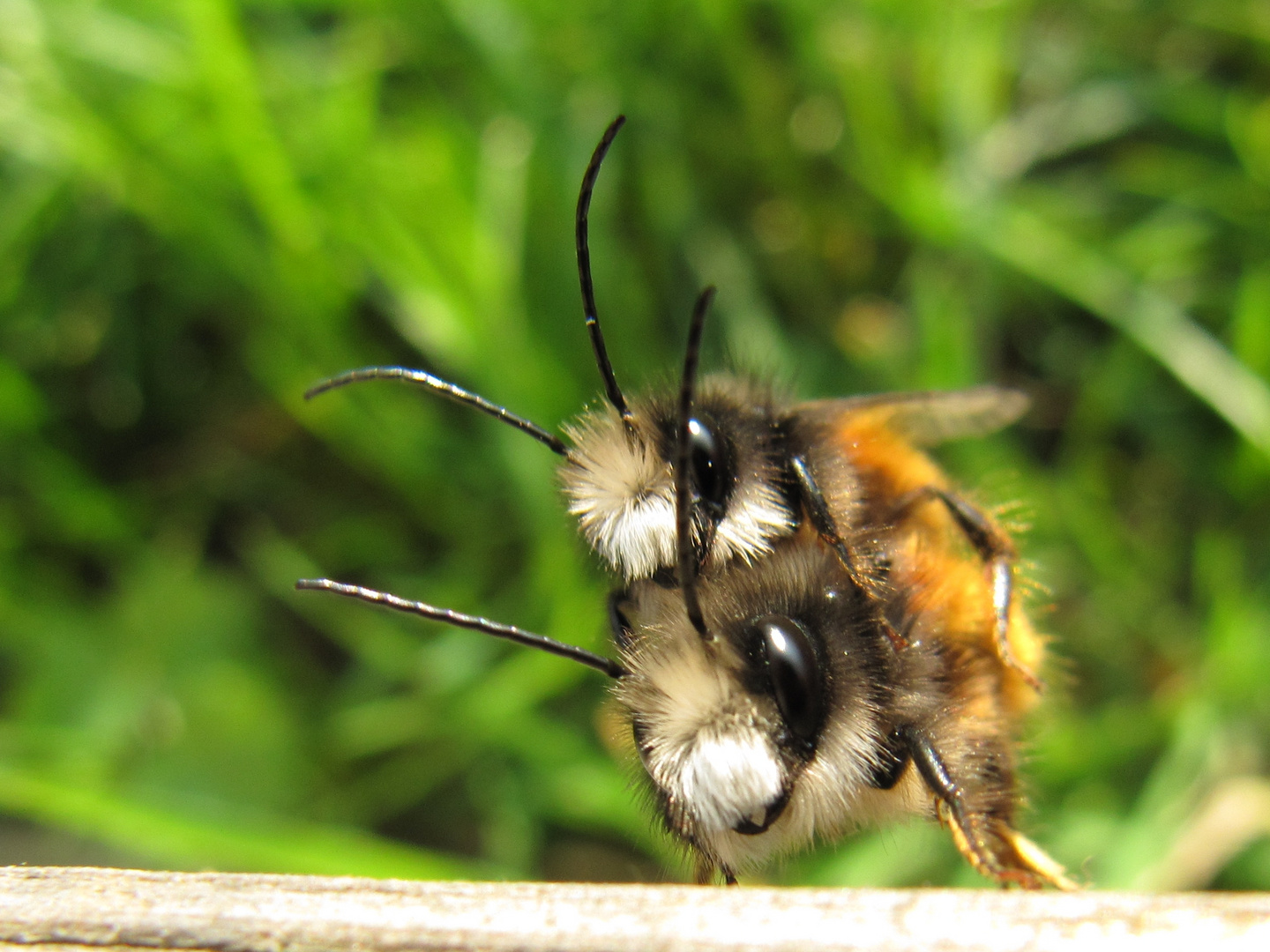 Mauerbienen - Sehr beschäftigt ;-)