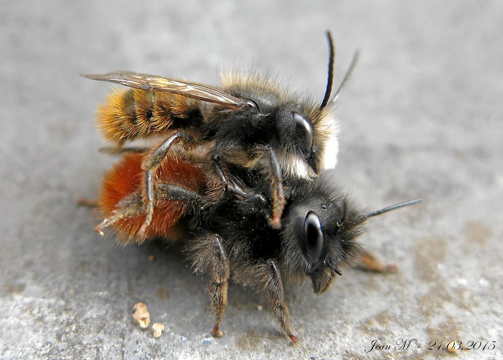 Mauerbienen >>> Was machen diese Bienen?