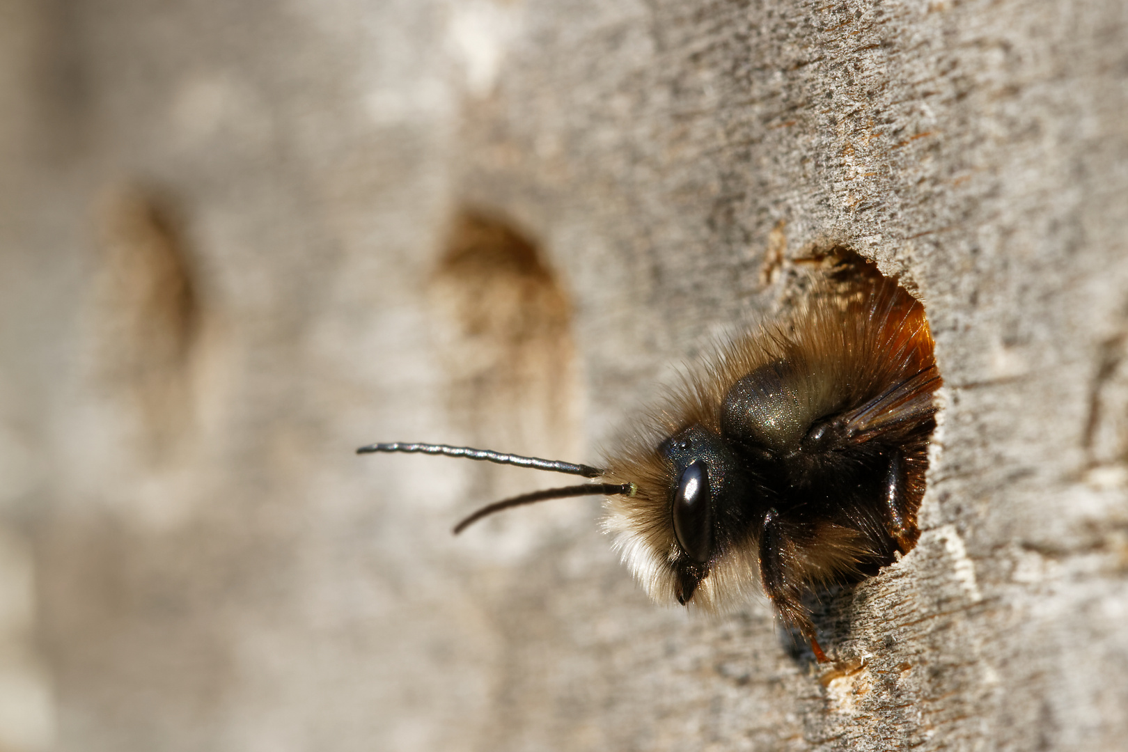 Mauerbienenmännchen