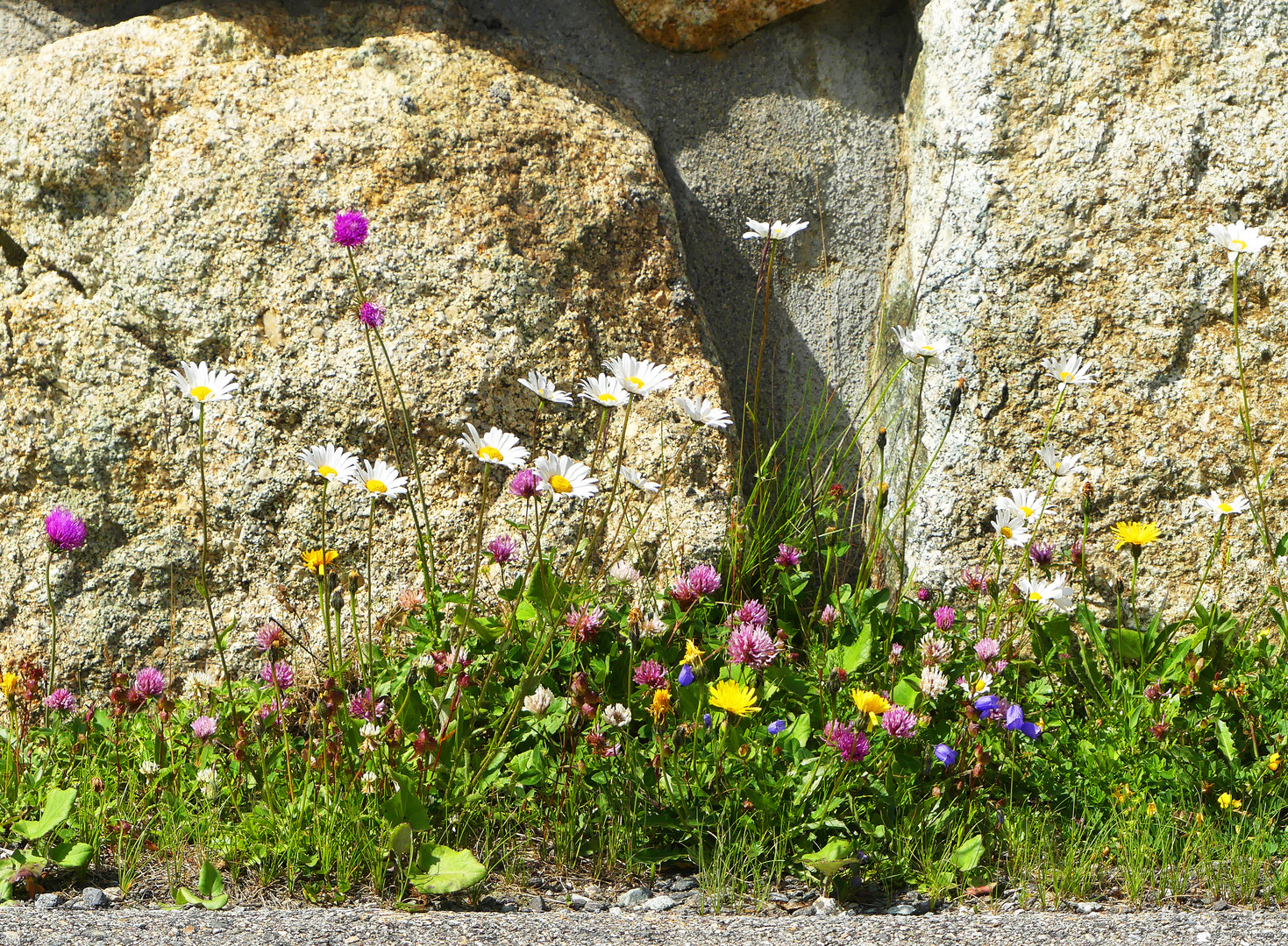 Mauerblümchen 